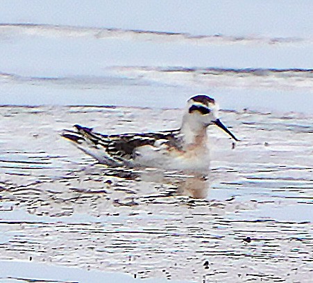 Phalarope à bec étroit - ML601704671