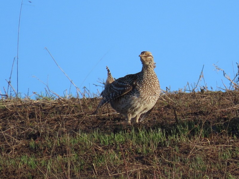 Gallo de las Praderas Rabudo - ML601704851