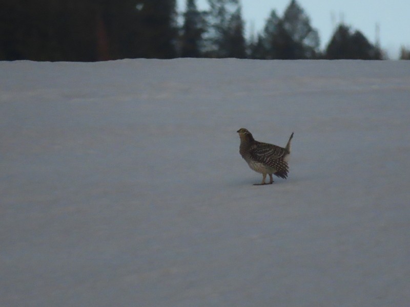 Sharp-tailed Grouse - Marnie Mitchell