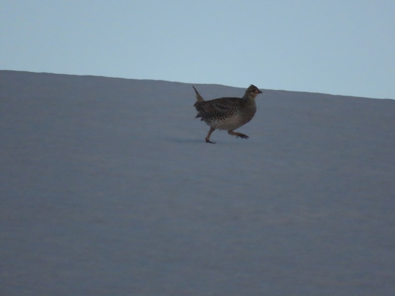 Sharp-tailed Grouse - ML601704981