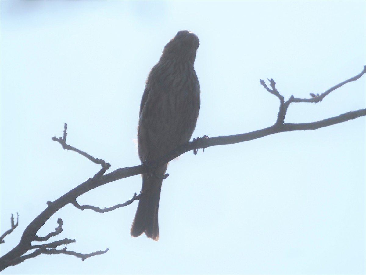 House Finch - ML601705711