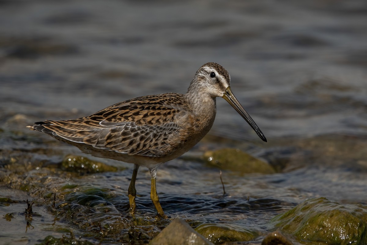 Short-billed Dowitcher - ML601706831