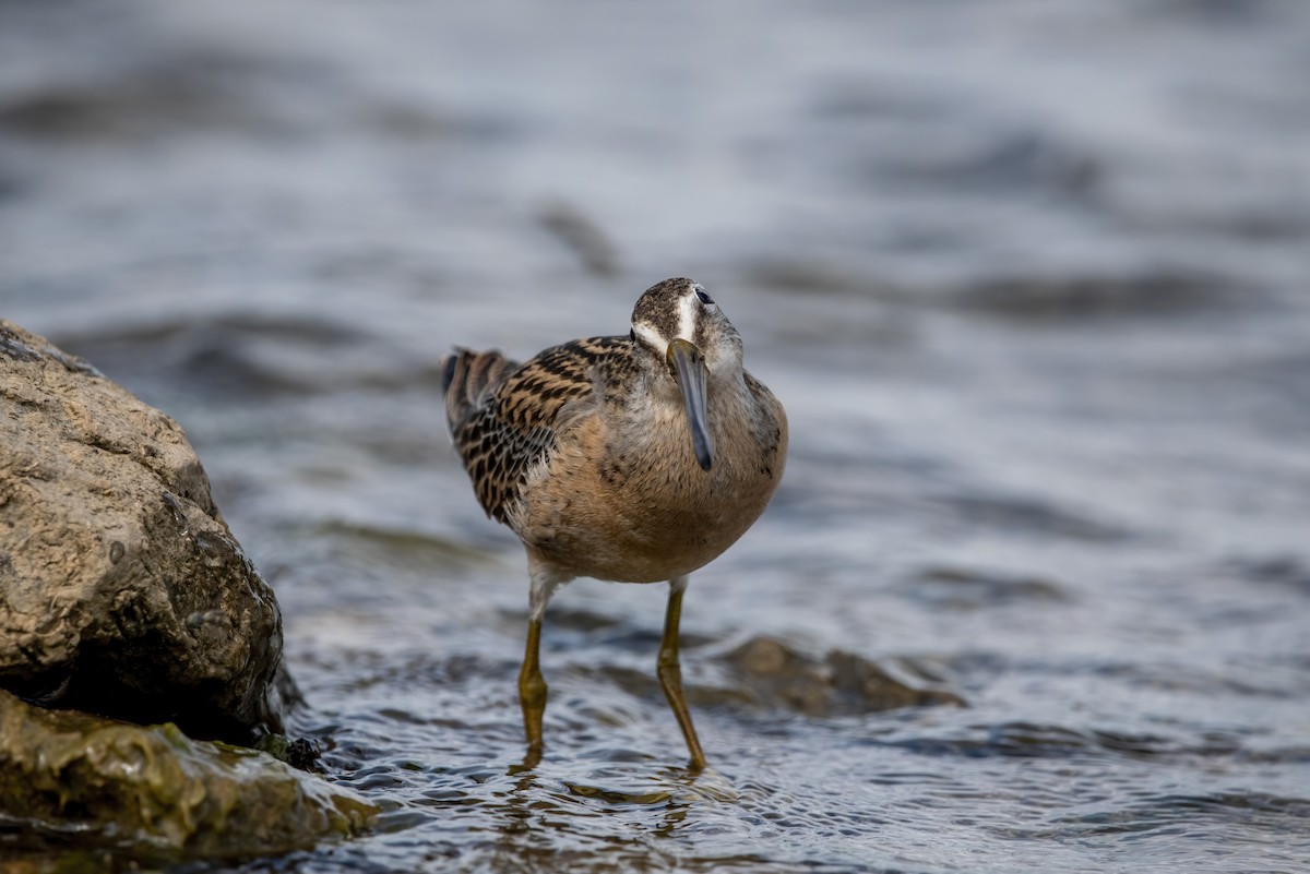 Short-billed Dowitcher - ML601707091