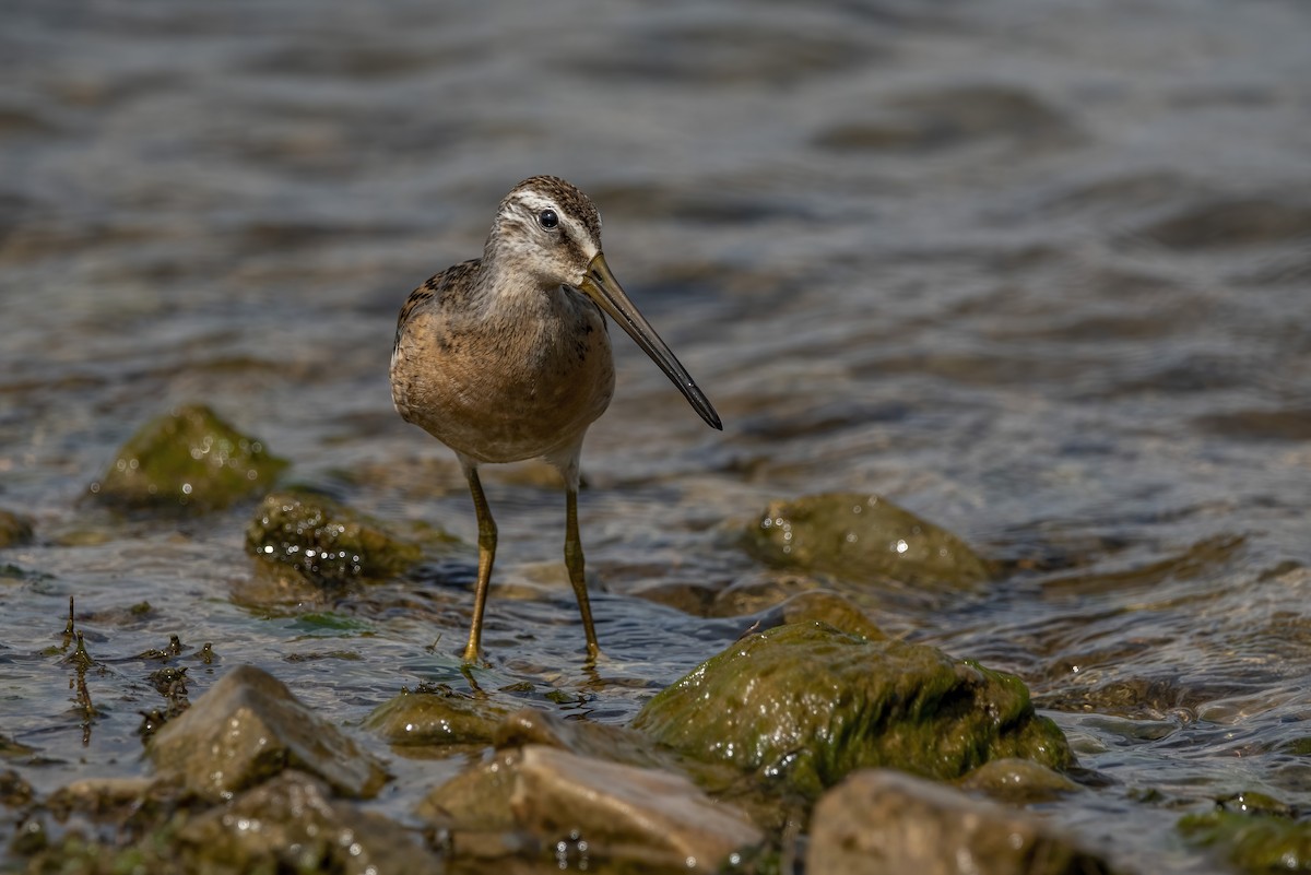 Short-billed Dowitcher - ML601707361