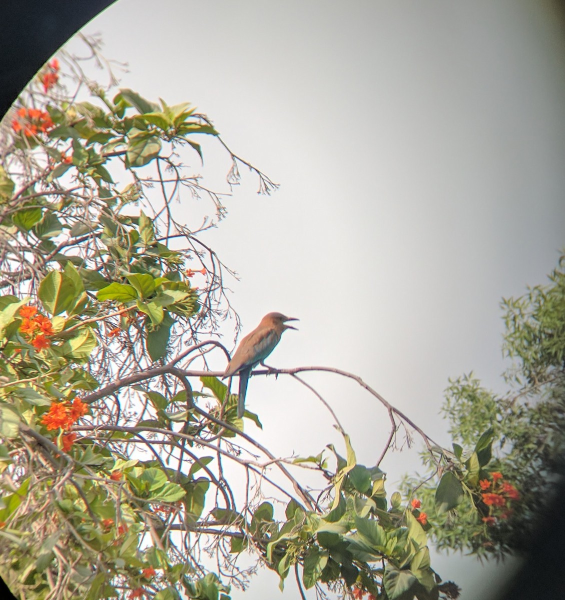 Indian Roller - ML60170801