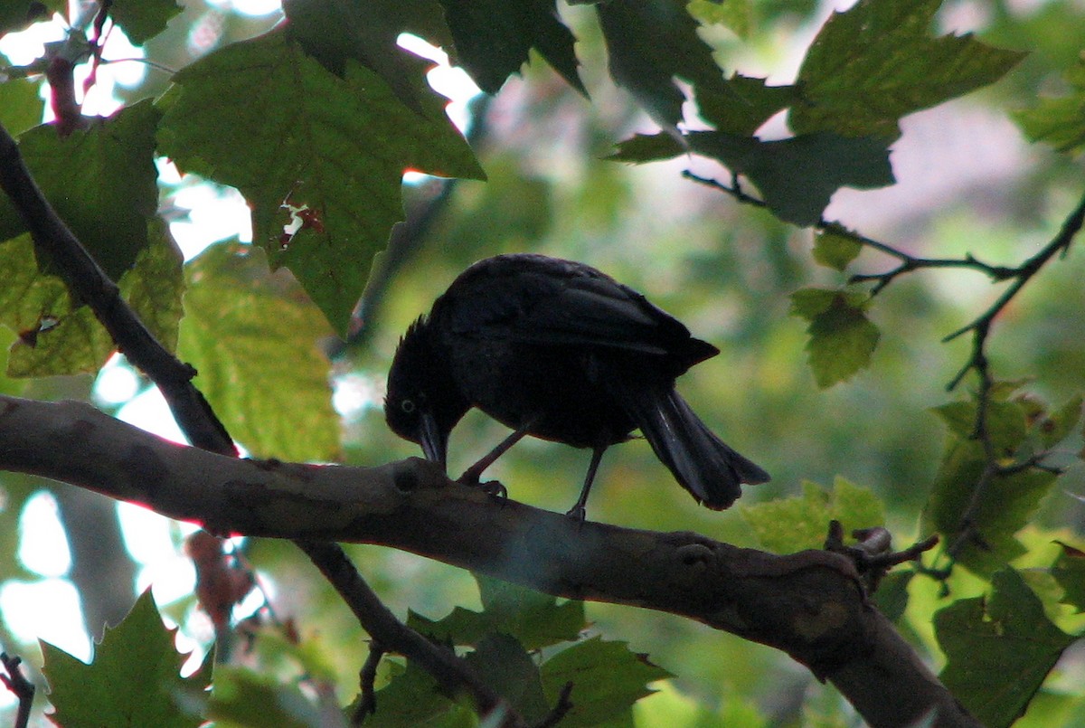 Common Grackle - ML601709051