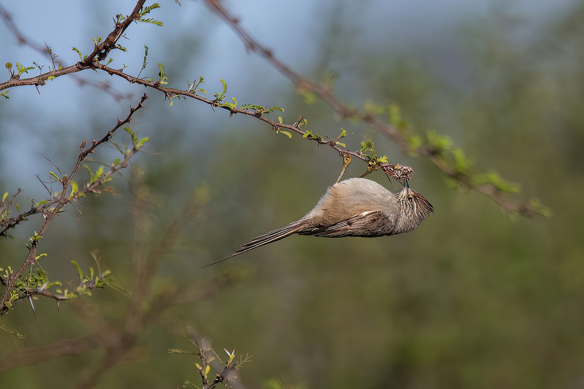 Tufted Tit-Spinetail - ML601709121