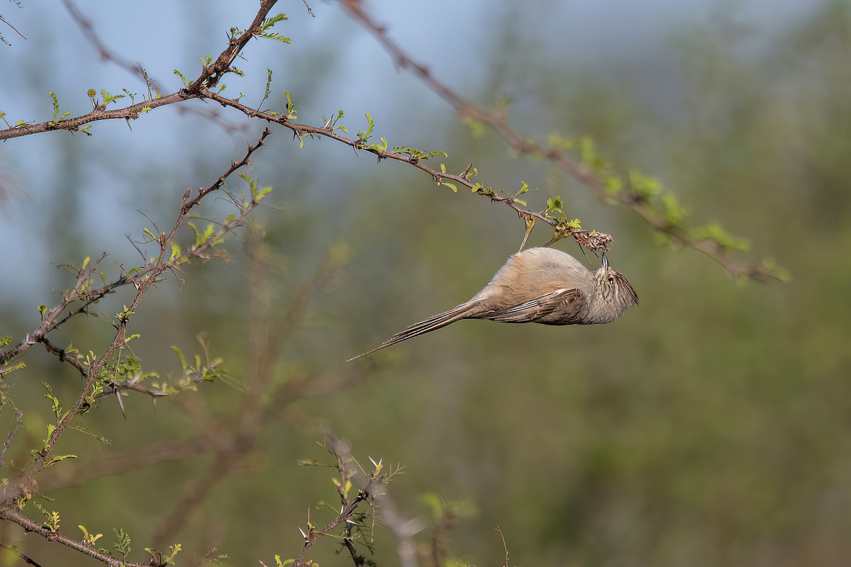 Tufted Tit-Spinetail - ML601709131