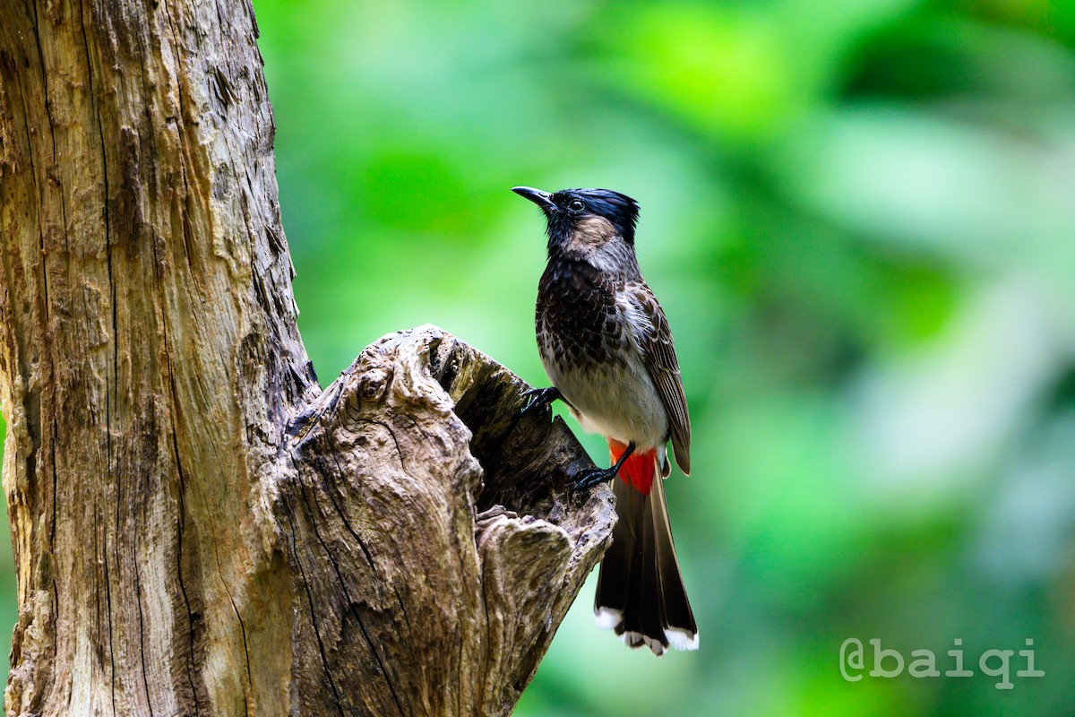 Red-vented Bulbul - ML601709511