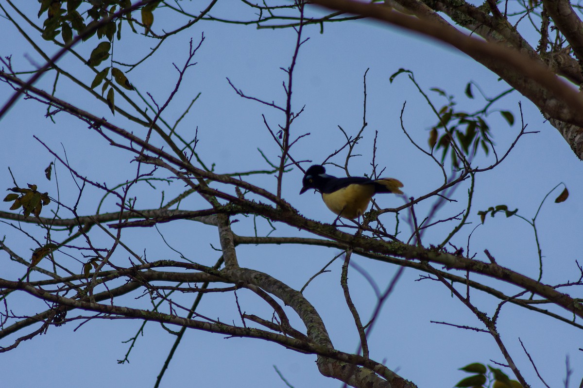 Plush-crested Jay - Max Glegiston