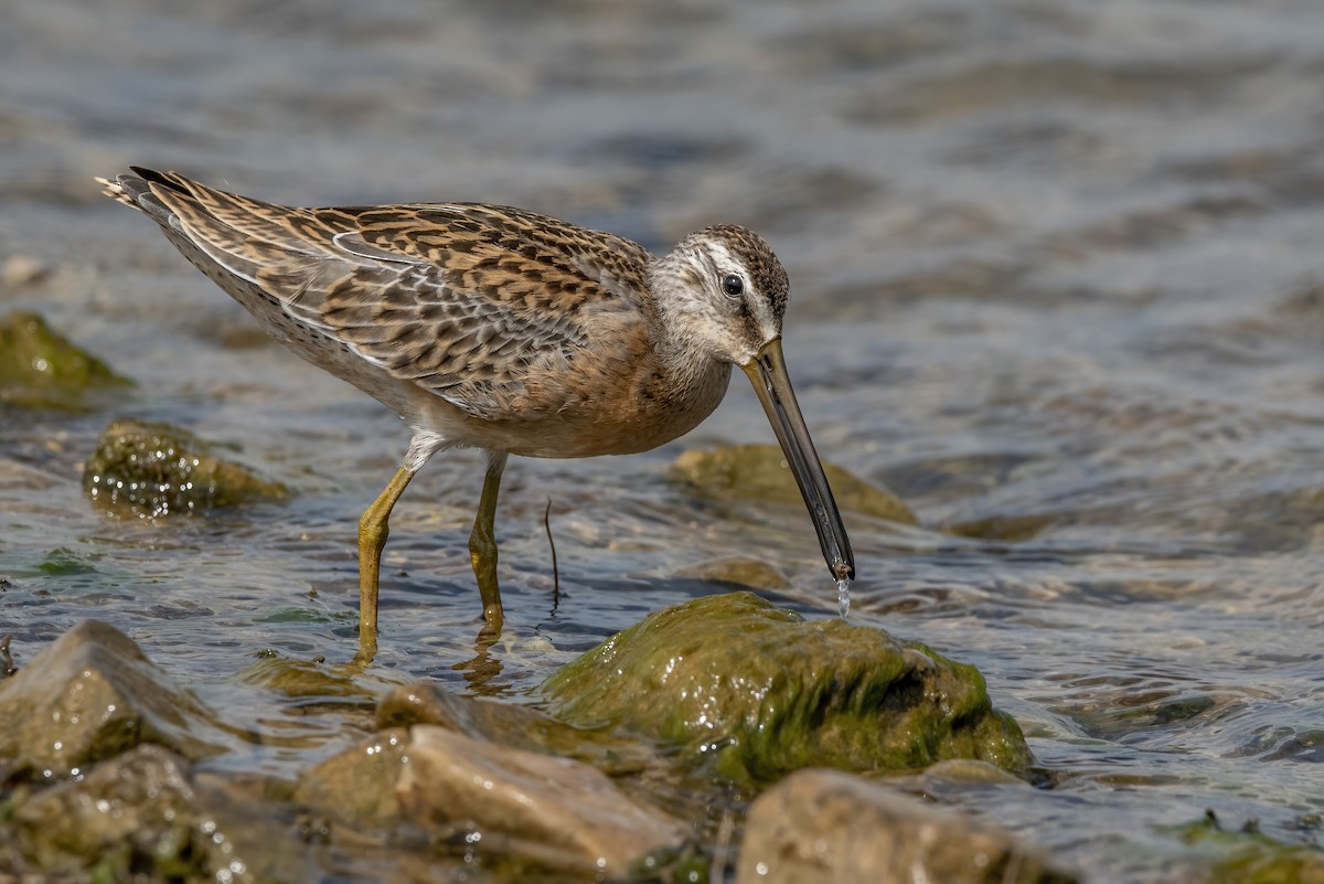 Short-billed Dowitcher - ML601710041