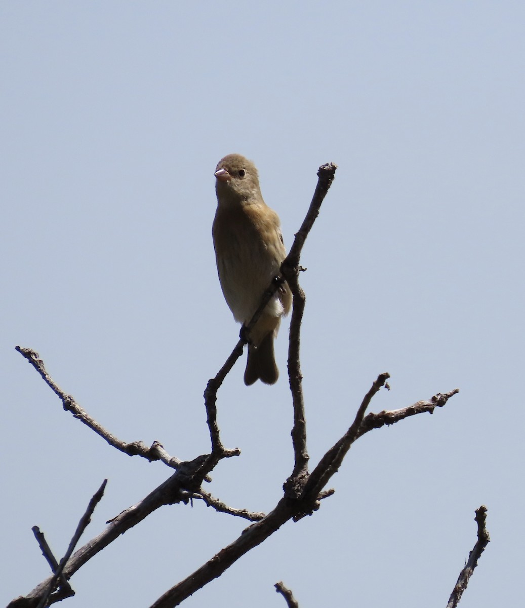 Lazuli Bunting - Joan Grant