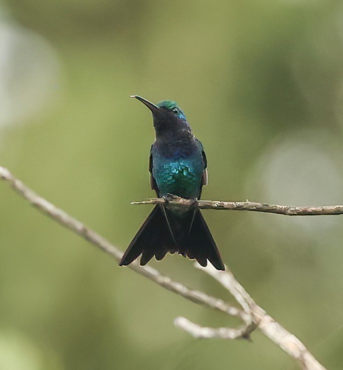 Colibrí Gorjizafiro - ML601710461