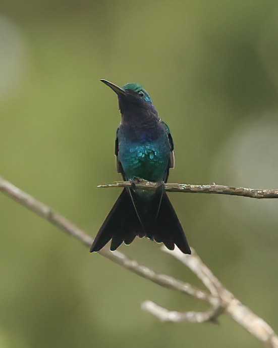 Colibrí Gorjizafiro - ML601710471