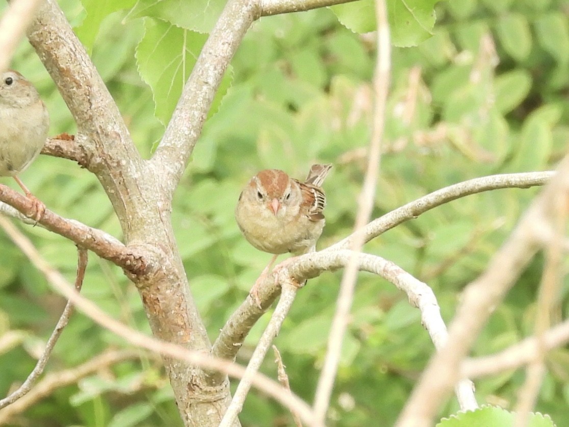 Field Sparrow - ML601710551