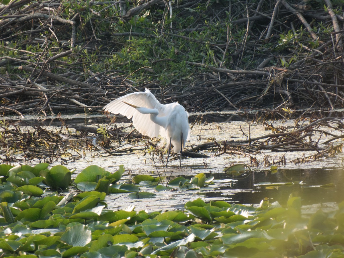 Great Egret - ML601710591