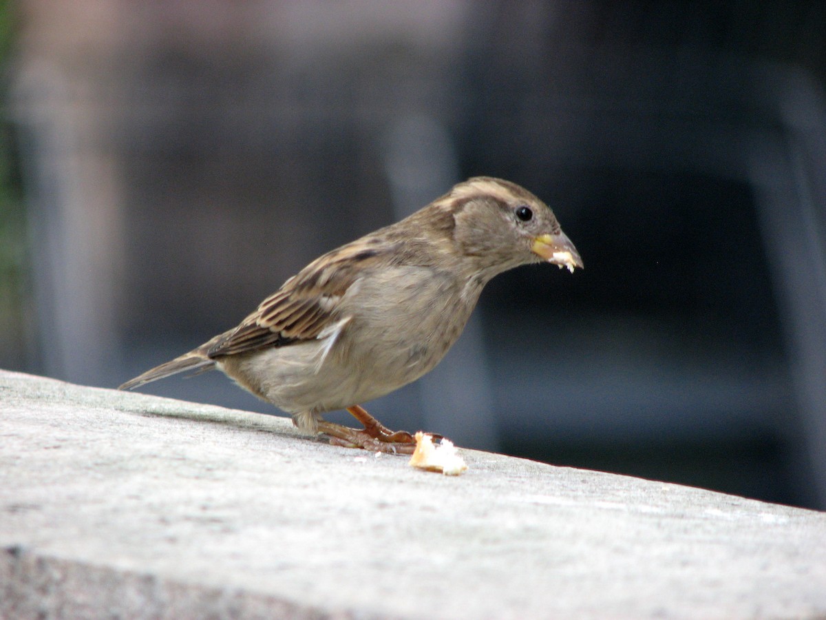 House Sparrow - ML601710731