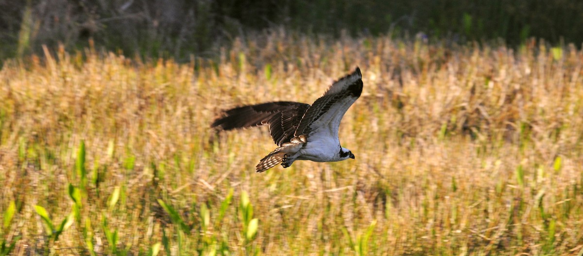 Osprey - Elisabeth Peelor