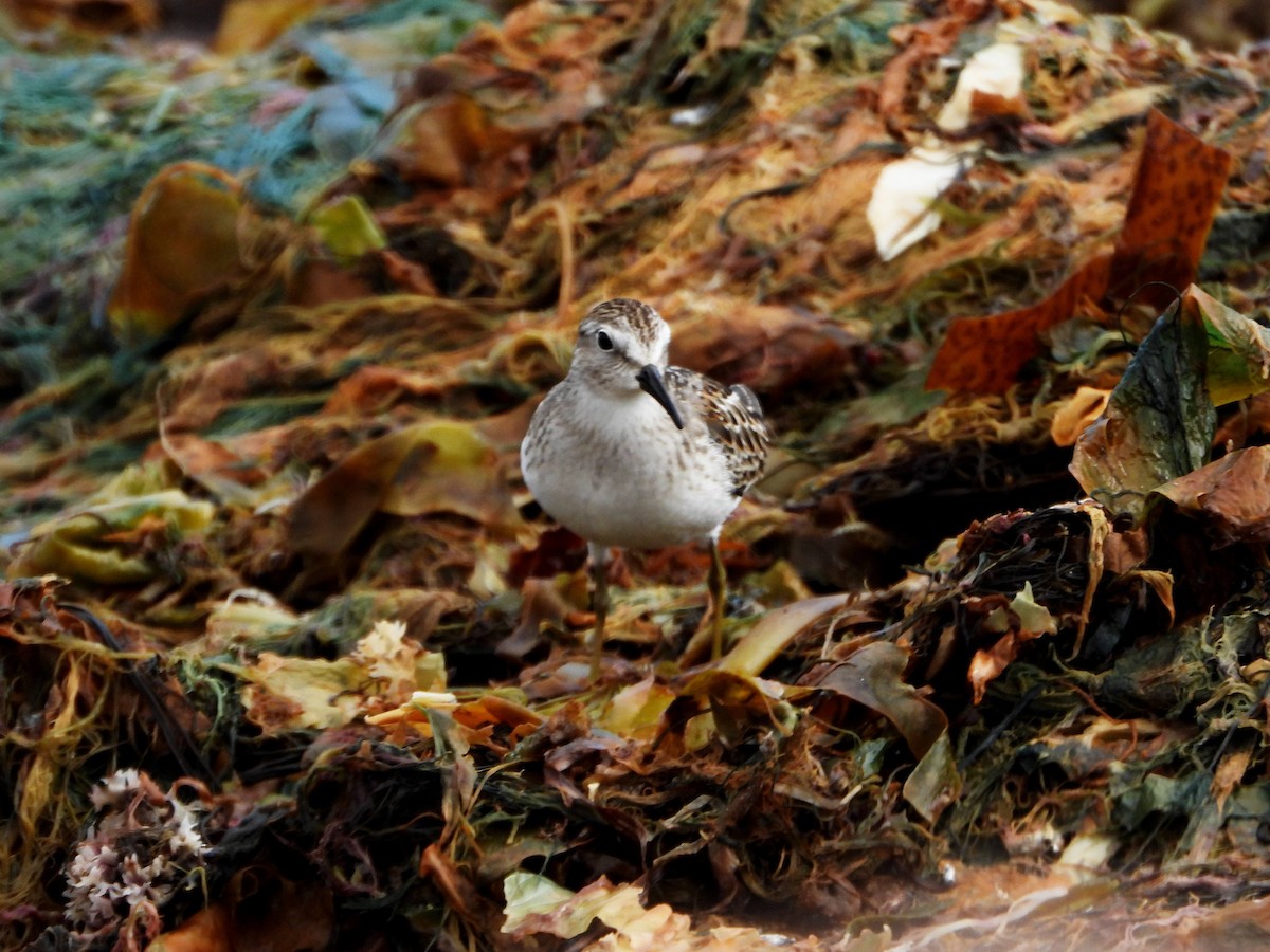 Least Sandpiper - Valérie JACKMAN