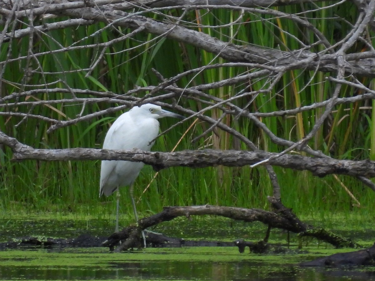 Little Blue Heron - Isaac Smith