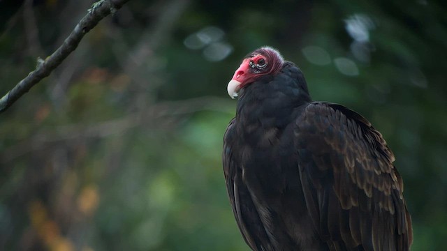 Urubu à tête rouge - ML601712681