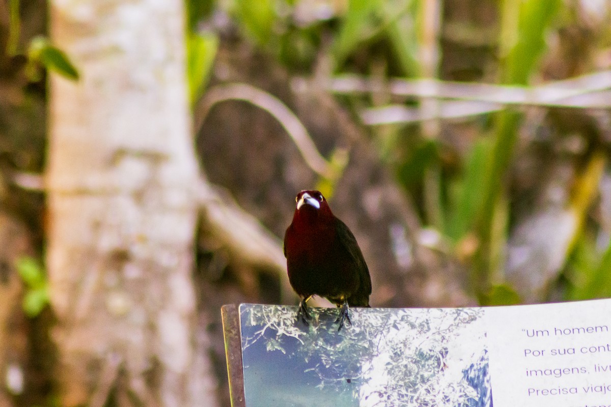 Silver-beaked Tanager - Max Glegiston