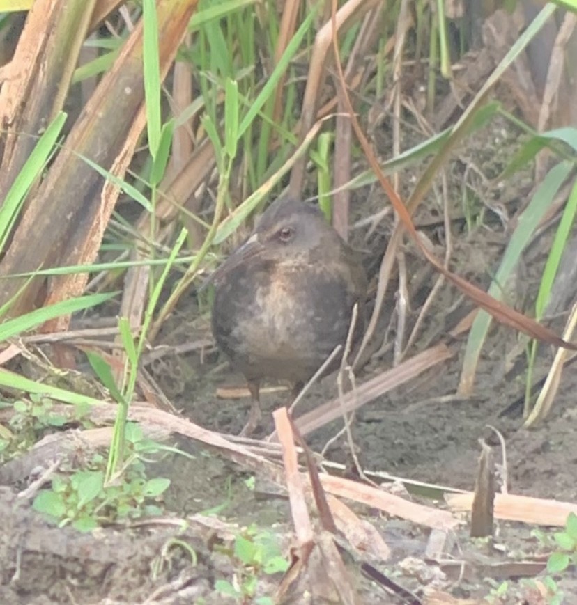 Virginia Rail - ML601713561