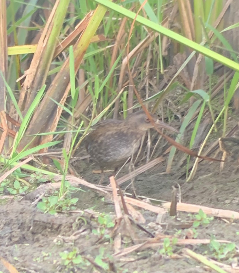 Virginia Rail - ML601713571