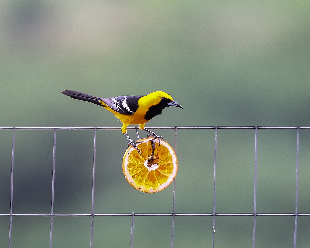 Hooded Oriole - ML601713751