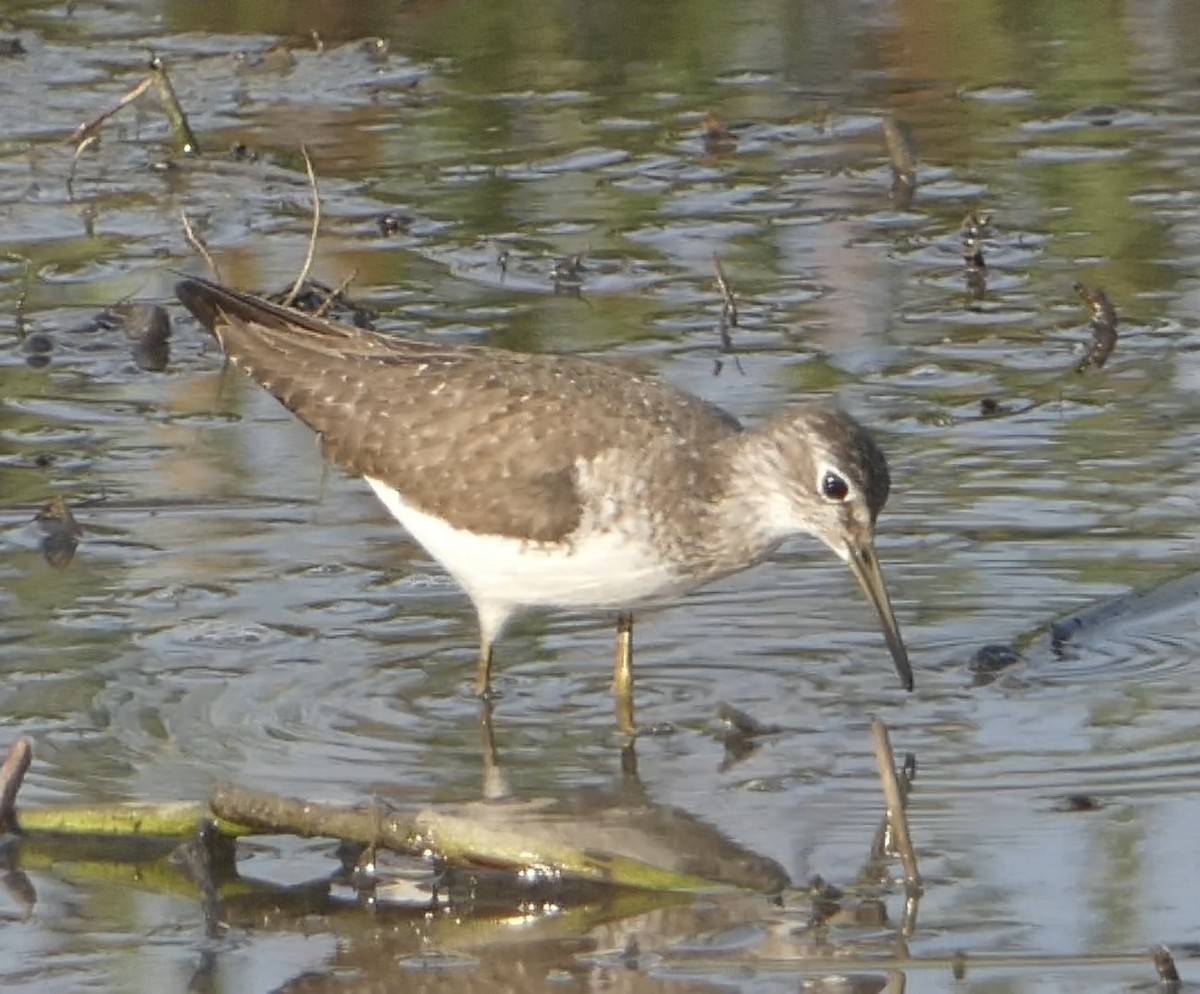 Solitary Sandpiper - ML601713921