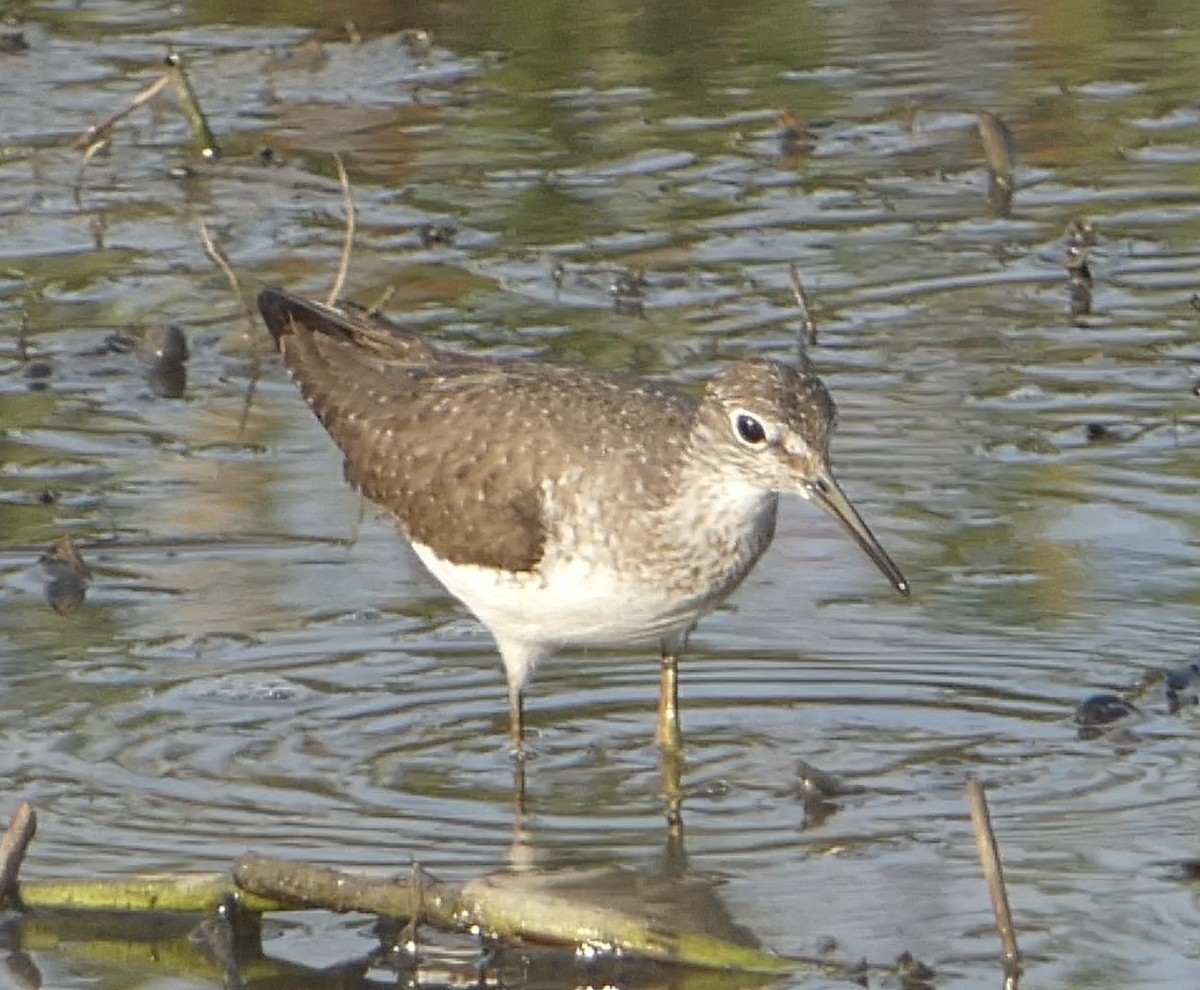 Solitary Sandpiper - ML601713931
