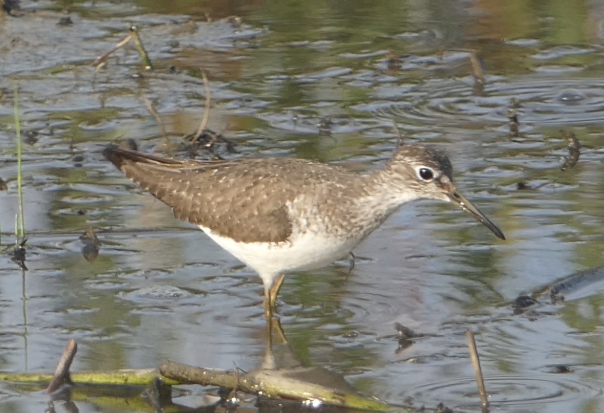 Solitary Sandpiper - ML601713941