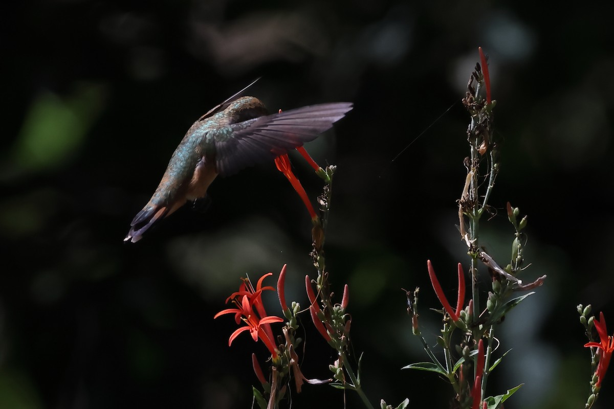 Rufous Hummingbird - ML601714021