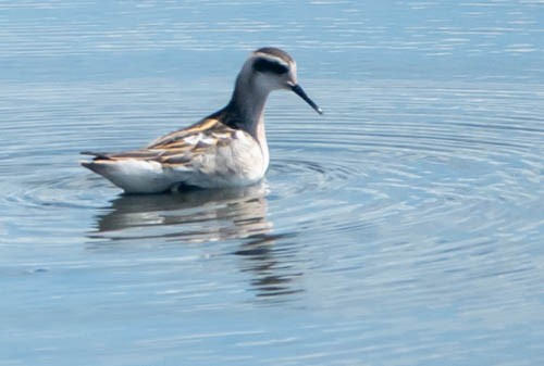 Phalarope à bec étroit - ML601714721