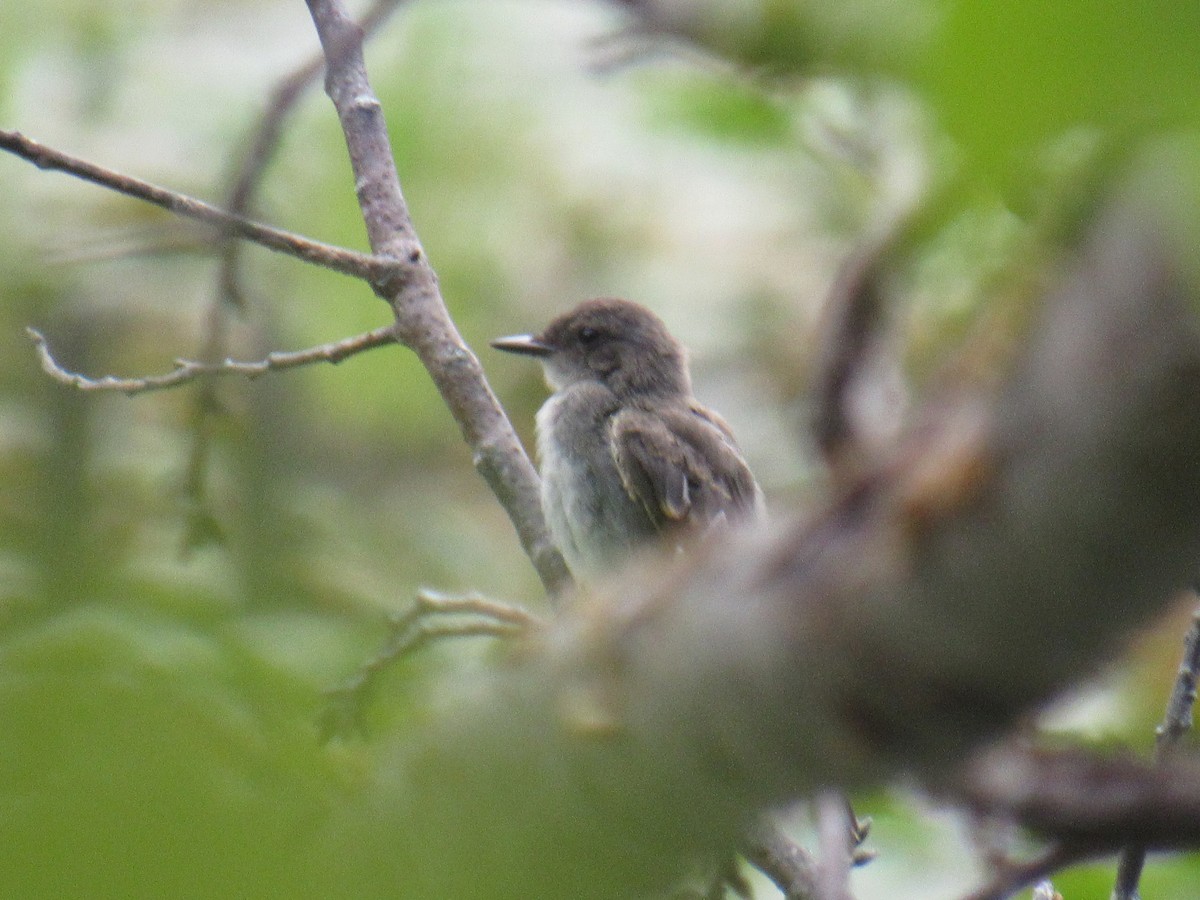 Eastern Phoebe - ML601714811