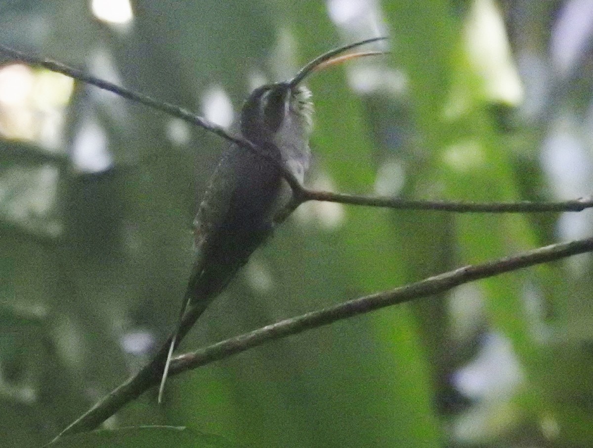 Long-billed Hermit - ML601716561