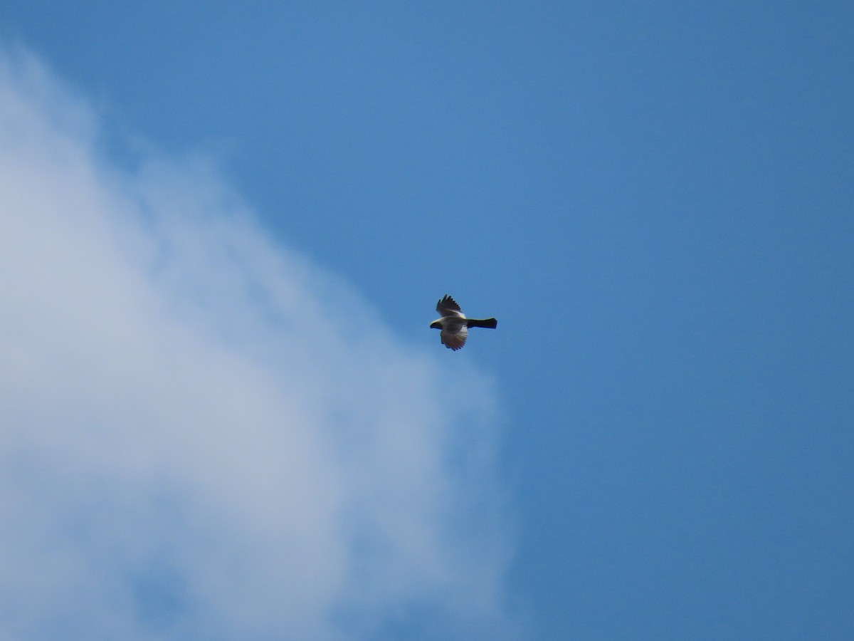 Mississippi Kite - Christopher Tomera