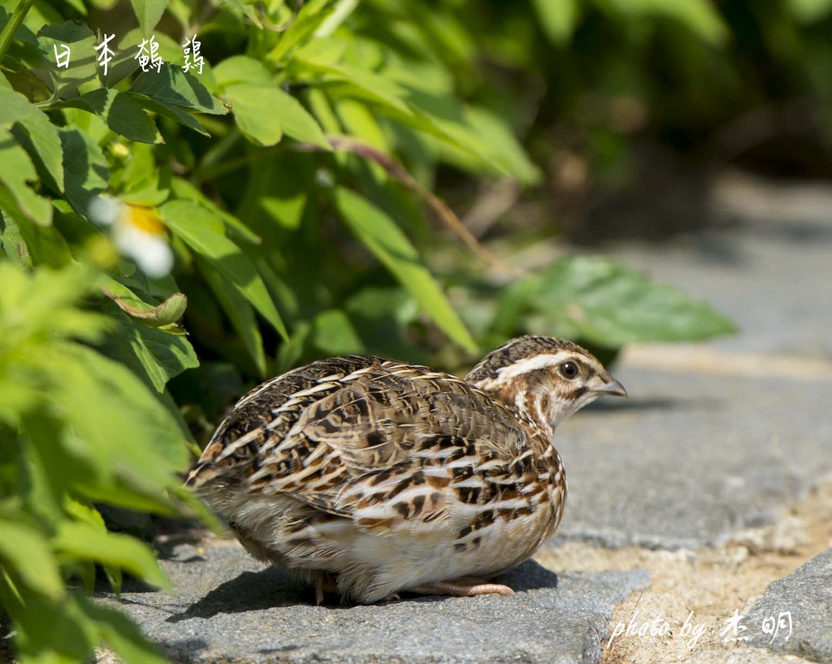 Japanese Quail - jimmy Yao