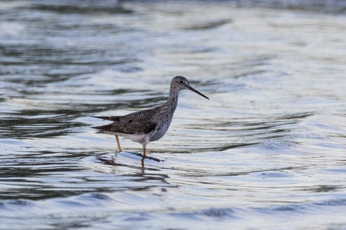 Greater Yellowlegs - ML601718271