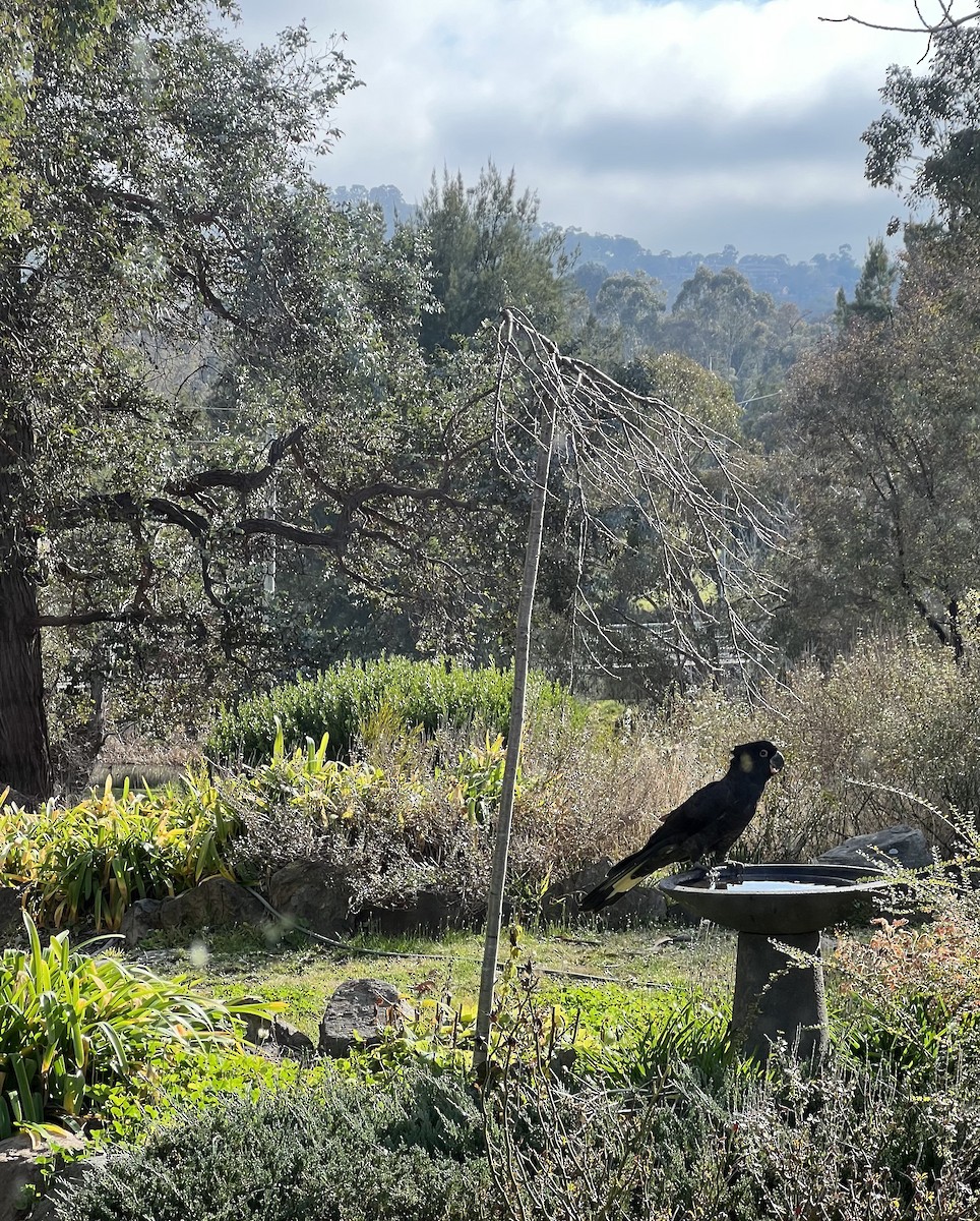 Yellow-tailed Black-Cockatoo - ML601719541