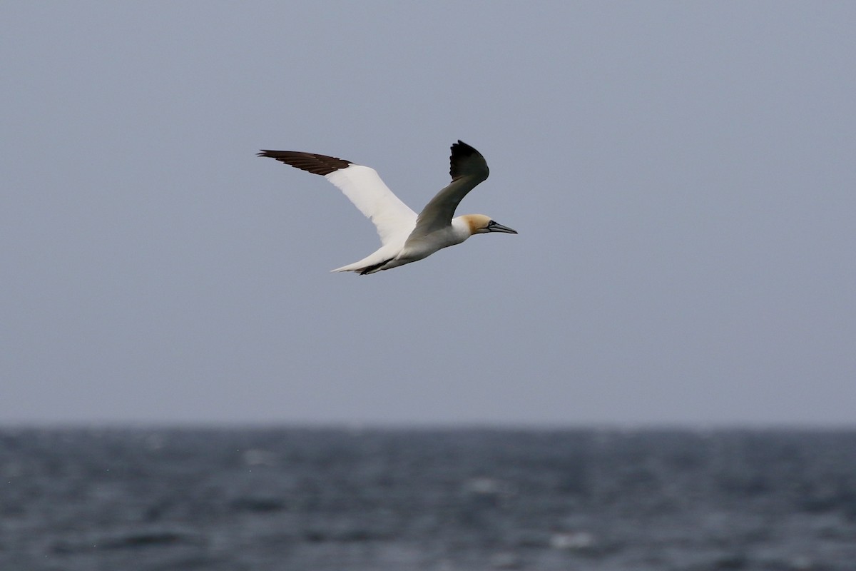Northern Gannet - ML601720211