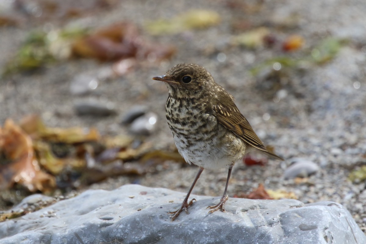 Hermit Thrush - ML601720331