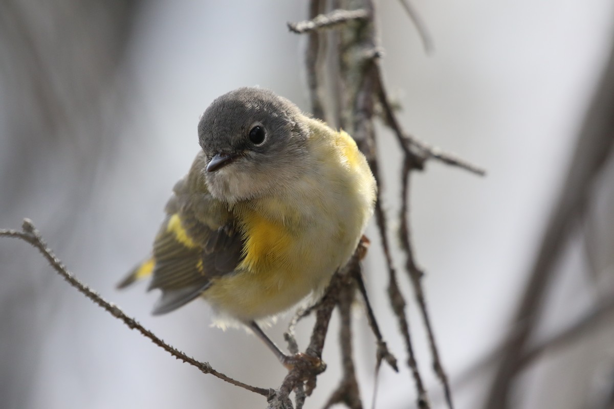 American Redstart - ML601720511