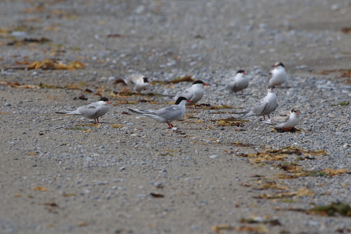 Common Tern - ML601720791