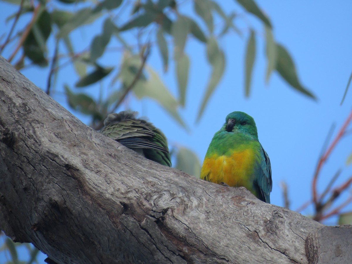 Red-rumped Parrot - ML601721011