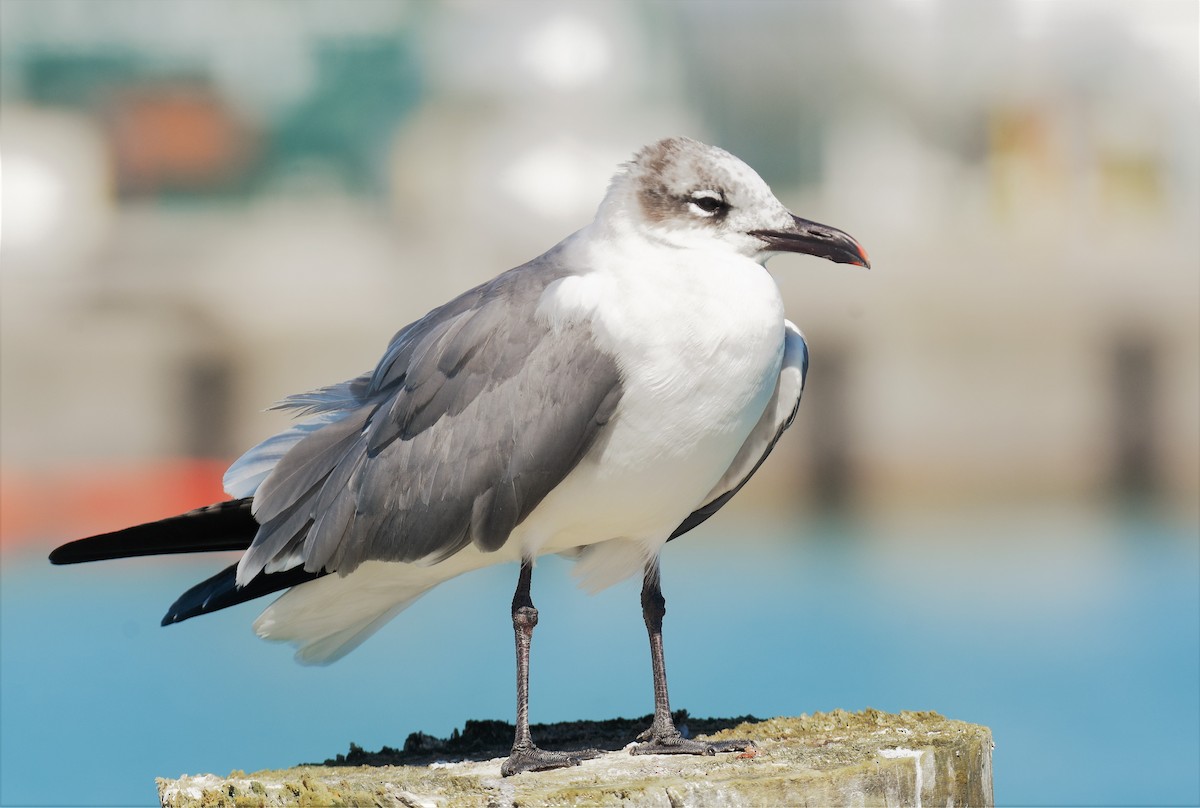 Gaviota Guanaguanare - ML601721051