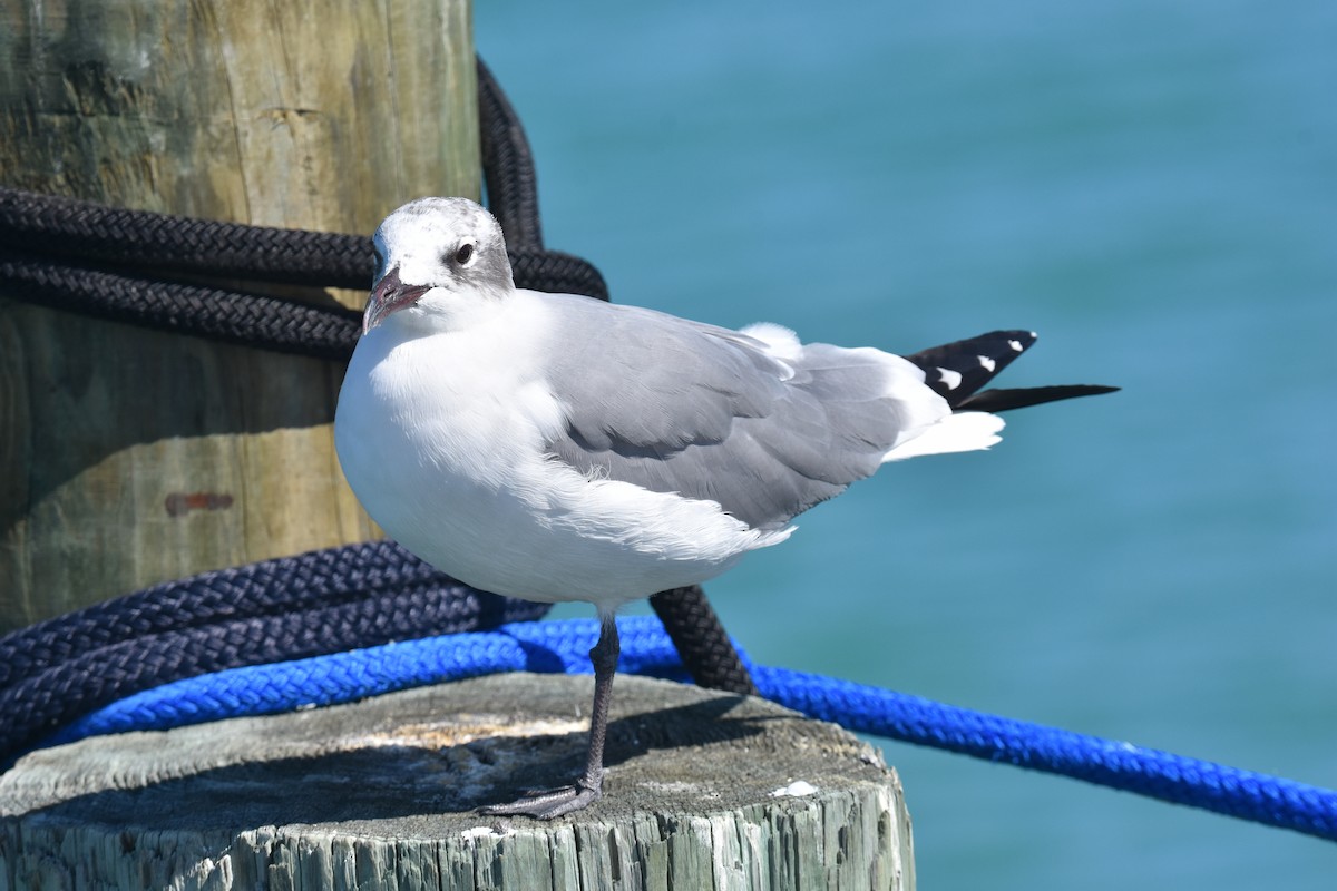 Gaviota Guanaguanare - ML601721061