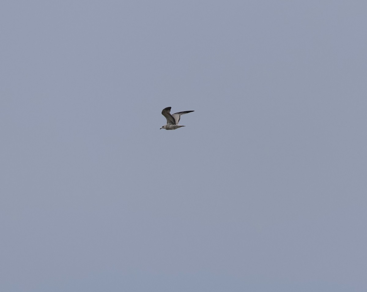 Ring-billed Gull - ML601721091