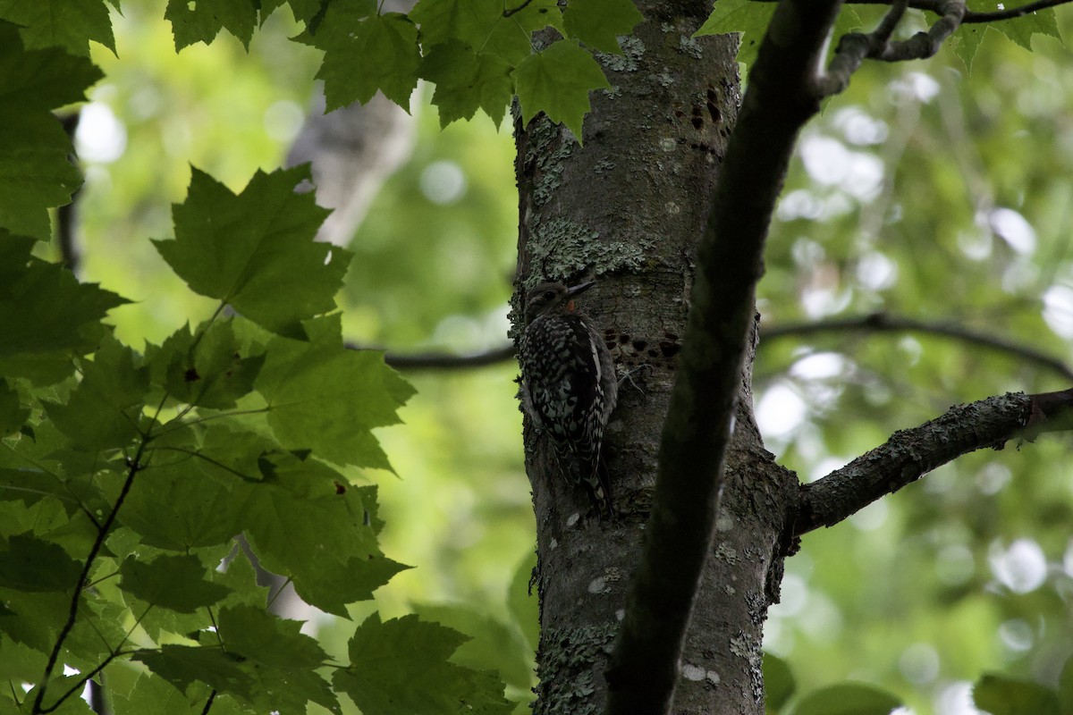 Yellow-bellied Sapsucker - ML601721111