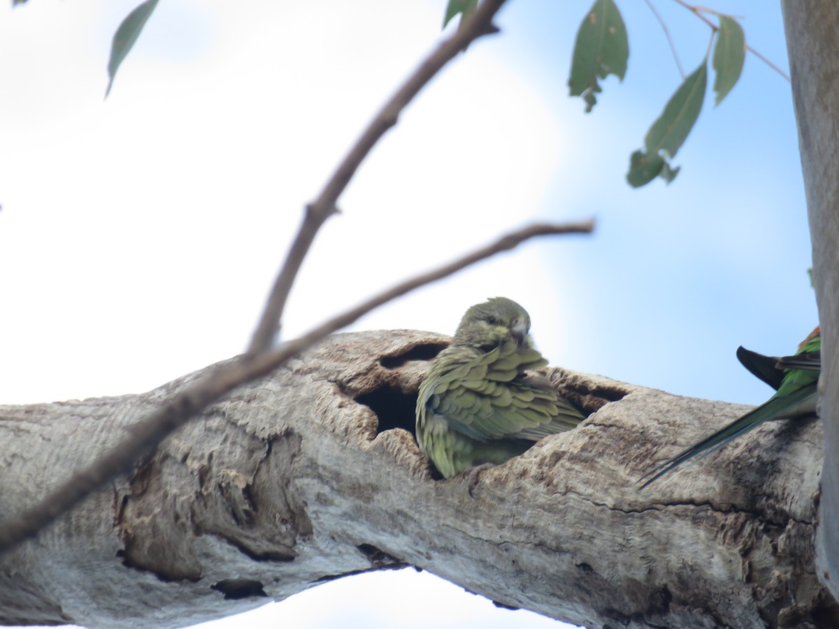 Red-rumped Parrot - ML601721121